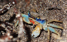 Crabe - Costa Rica